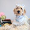 The Eloise Bows - Image 4